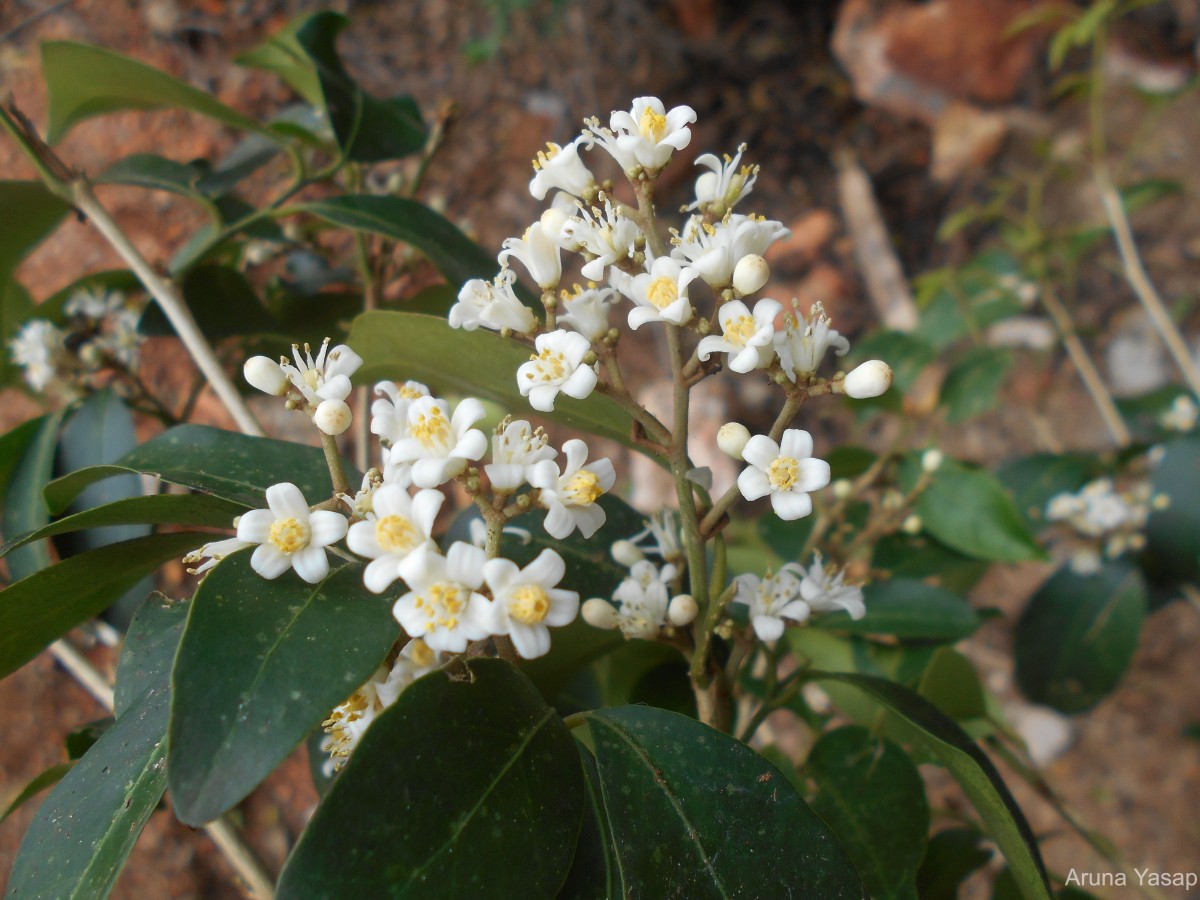 Glycosmis angustifolia Lindl. ex Wight & Arn.